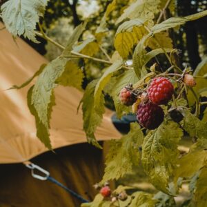 Autentic | Luxury Glamping Bell Tents - Raspberries next to a Turmeric Autentic Bell Tent